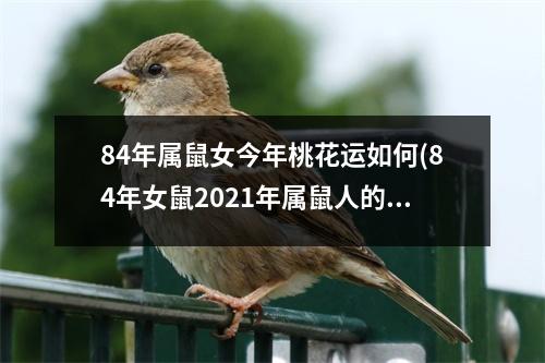 84年属鼠女今年桃花运如何(84年女鼠2021年属鼠人的桃花运)