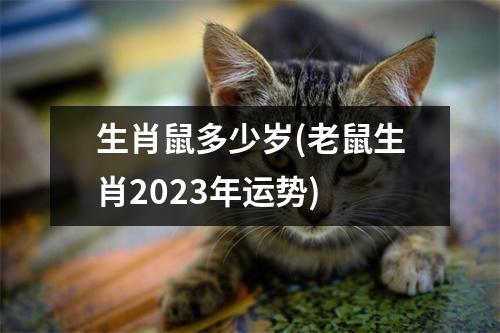 生肖鼠多少岁(老鼠生肖2023年运势)