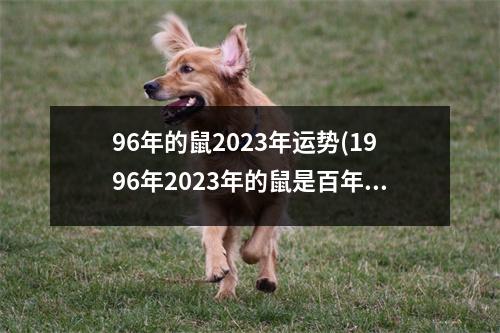 96年的鼠2023年运势(1996年2023年的鼠是百年难遇)