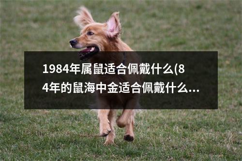 1984年属鼠适合佩戴什么(84年的鼠海中金适合佩戴什么)