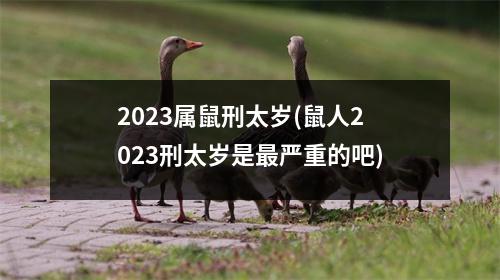 2023属鼠刑太岁(鼠人2023刑太岁是严重的吧)