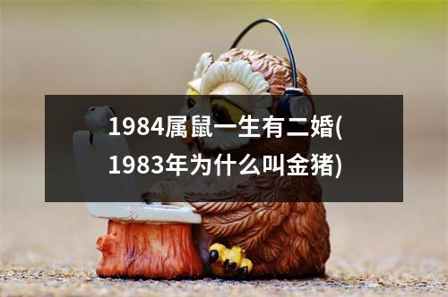 1984属鼠一生有二婚(1983年为什么叫金猪)