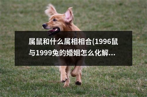 属鼠和什么属相相合(1996鼠与1999兔的婚姻怎么化解)