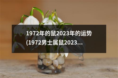 1972年的鼠2023年的运势(1972男士属鼠2023年整体财运)