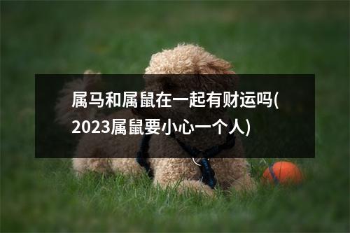 属马和属鼠在一起有财运吗(2023属鼠要小心一个人)