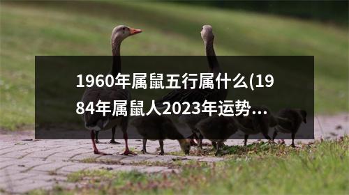 1960年属鼠五行属什么(1984年属鼠人2023年运势及运程)