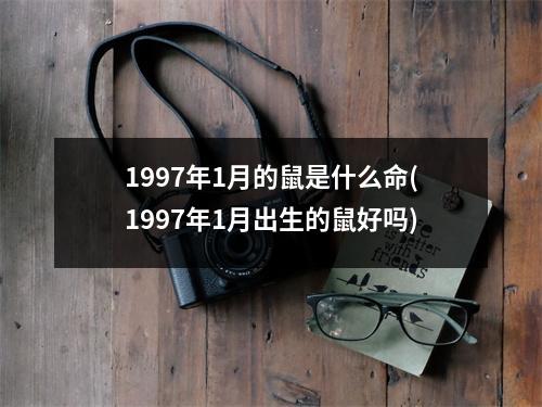 1997年1月的鼠是什么命(1997年1月出生的鼠好吗)