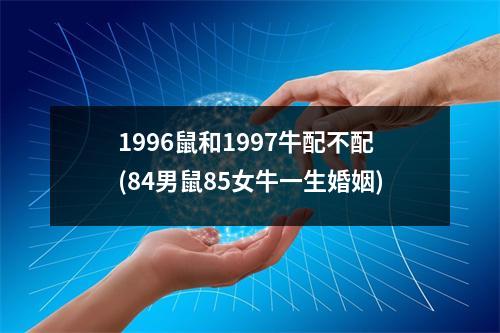 1996鼠和1997牛配不配(84男鼠85女牛一生婚姻)