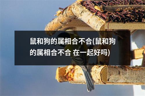 鼠和狗的属相合不合(鼠和狗的属相合不合 在一起好吗)