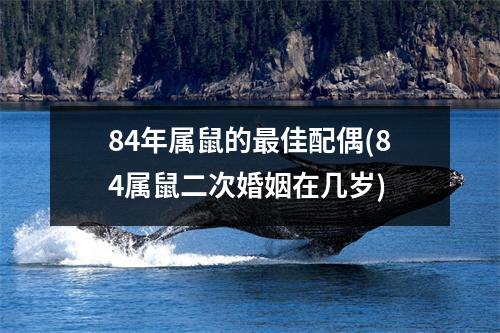 84年属鼠的佳配偶(84属鼠二次婚姻在几岁)