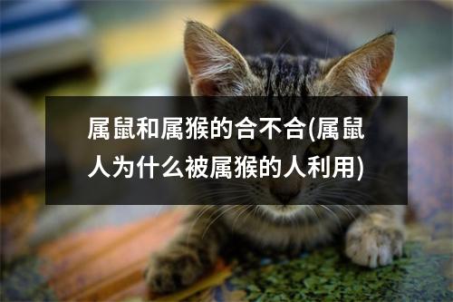 属鼠和属猴的合不合(属鼠人为什么被属猴的人利用)