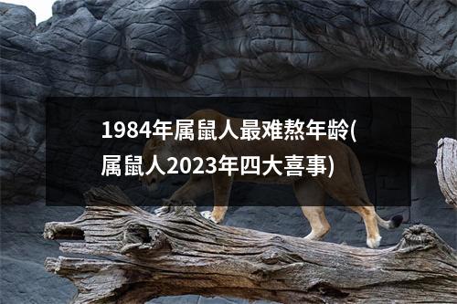 1984年属鼠人难熬年龄(属鼠人2023年四大喜事)