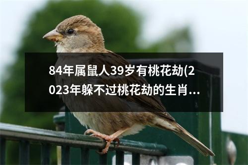 84年属鼠人39岁有桃花劫(2023年躲不过桃花劫的生肖是)