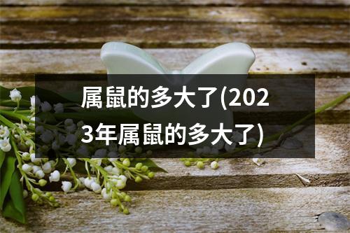 属鼠的多大了(2023年属鼠的多大了)