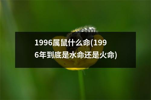 1996属鼠什么命(1996年到底是水命还是火命)