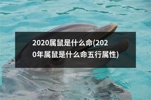 2020属鼠是什么命(2020年属鼠是什么命五行属性)