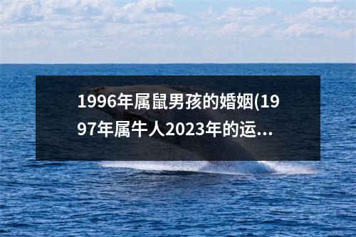 1996年属鼠男孩的婚姻(1997年属牛人2023年的运势和婚姻)