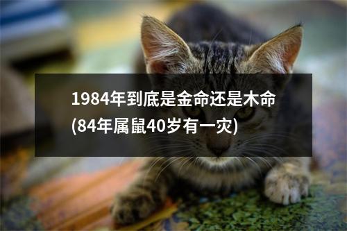 1984年到底是金命还是木命(84年属鼠40岁有一灾)