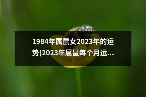 1984年属鼠女2023年的运势(2023年属鼠每个月运势)