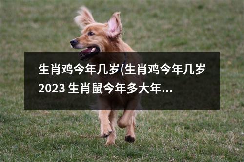 生肖鸡今年几岁(生肖鸡今年几岁2023 生肖鼠今年多大年龄2023)