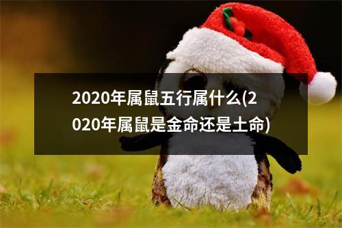 2020年属鼠五行属什么(2020年属鼠是金命还是土命)