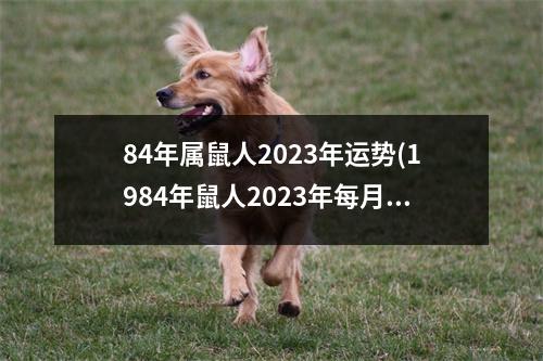 84年属鼠人2023年运势(1984年鼠人2023年每月运势)