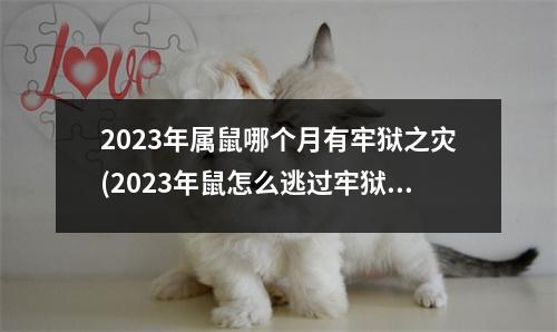 2023年属鼠哪个月有牢狱之灾(2023年鼠怎么逃过牢狱之灾)