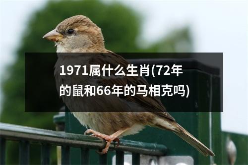 1971属什么生肖(72年的鼠和66年的马相克吗)