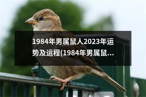 1984年男属鼠人2023年运势及运程(1984年男属鼠人2023年运势运程每月运程)