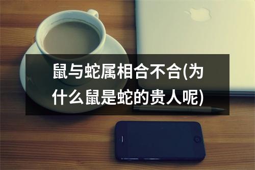 鼠与蛇属相合不合(为什么鼠是蛇的贵人呢)