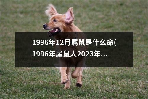 1996年12月属鼠是什么命(1996年属鼠人2023年全年运势运程)