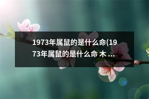 1973年属鼠的是什么命(1973年属鼠的是什么命 木 还是水木)