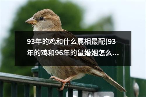 93年的鸡和什么属相配(93年的鸡和96年的鼠婚姻怎么样)