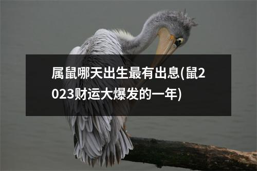 属鼠哪天出生有出息(鼠2023财运大爆发的一年)