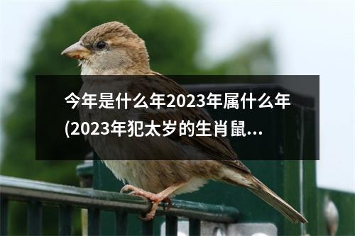 今年是什么年2023年属什么年(2023年犯太岁的生肖鼠怎么化解)