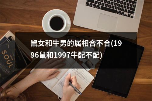 鼠女和牛男的属相合不合(1996鼠和1997牛配不配)