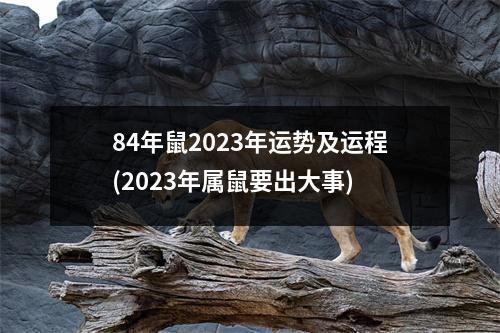 84年鼠2023年运势及运程(2023年属鼠要出大事)