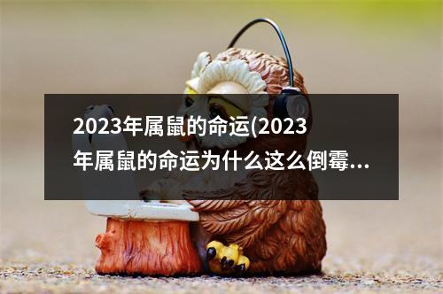 2023年属鼠的命运(2023年属鼠的命运为什么这么倒霉)