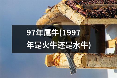 97年属牛(1997年是火牛还是水牛)