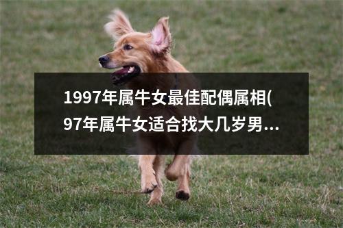 1997年属牛女佳配偶属相(97年属牛女适合找大几岁男友)