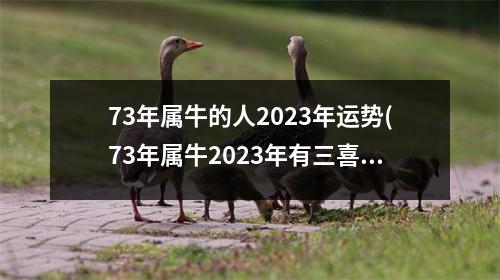 73年属牛的人2023年运势(73年属牛2023年有三喜)