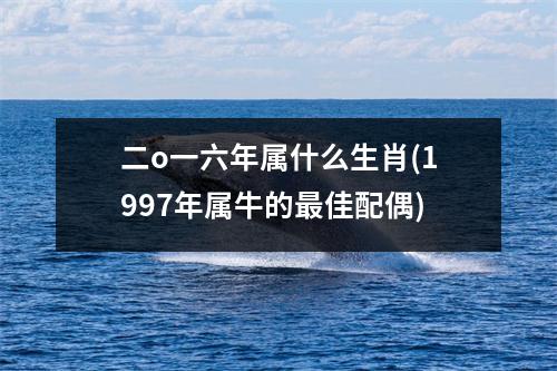 二o一六年属什么生肖(1997年属牛的佳配偶)