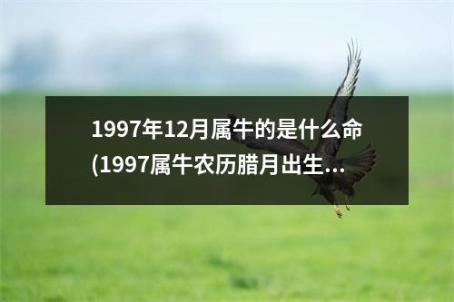 1997年12月属牛的是什么命(1997属牛农历腊月出生的命运)