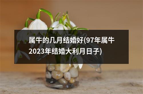 属牛的几月结婚好(97年属牛2023年结婚大利月日子)