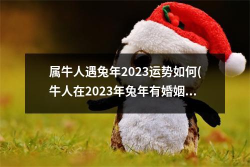 属牛人遇兔年2023运势如何(牛人在2023年兔年有婚姻好吗)