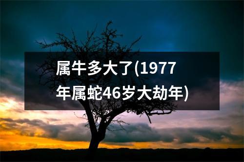 属牛多大了(1977年属蛇46岁大劫年)