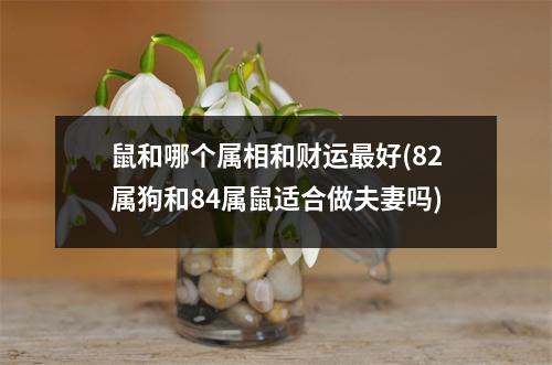 鼠和哪个属相和财运好(82属狗和84属鼠适合做夫妻吗)