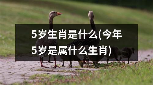 5岁生肖是什么(今年5岁是属什么生肖)