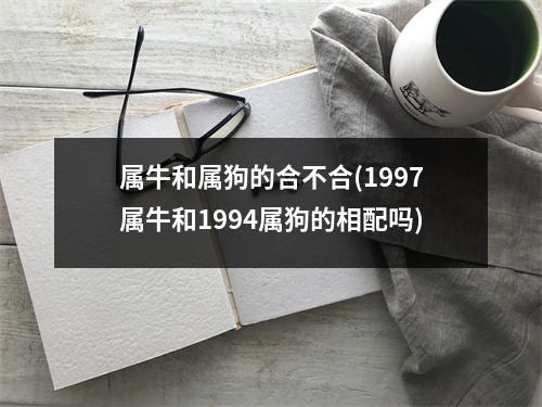 属牛和属狗的合不合(1997属牛和1994属狗的相配吗)