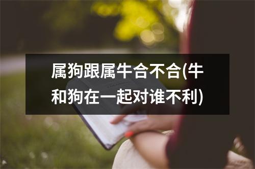 属狗跟属牛合不合(牛和狗在一起对谁不利)